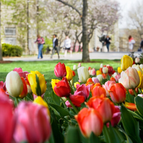 Tulips along Ho Plaza in spring.