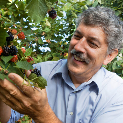 Marvin Pritts, professor of horticulture (HORT), in the raspberry greenhouse on Maple Avenue.