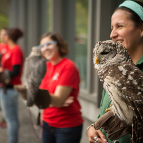 Volunteers from the Cornell Raptor Program (ANSC) with birds of prey at the 2015 Laboratory of Ornithology Migration Celebration: The Lab Celebrates 100 Years.