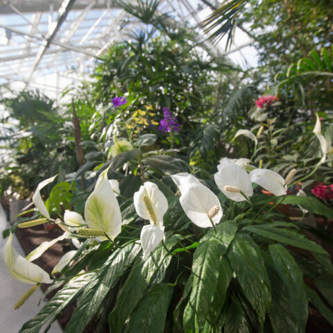 The newly reopened (2016) Liberty Hyde Bailey (Purple) Conservatory.