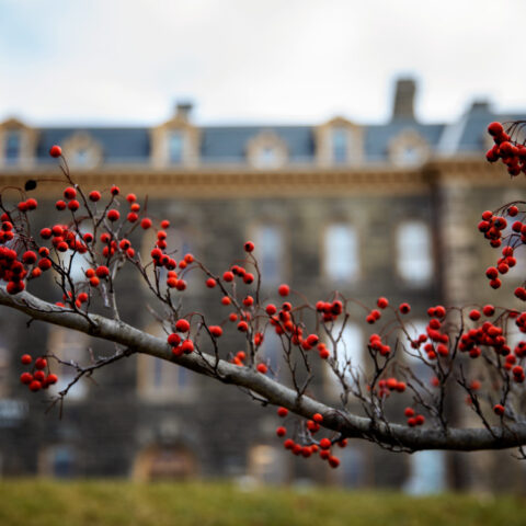 Pops of red in winter behind Morrill Hall.