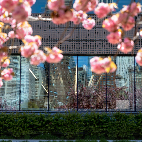 Spring cherry blossoms in full bloom outside the Bloomberg Building at Cornell's Tech Campus on Roosevelt Island, NYC.