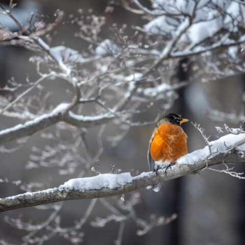 An American Robin rests on a branch by McGraw Tower.