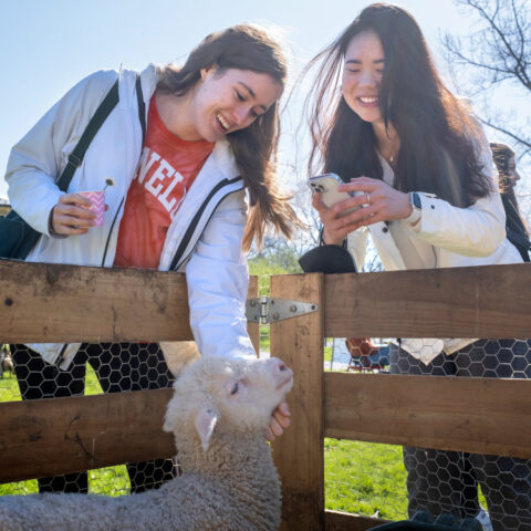 CALS brought sheep to the Arts Quad.