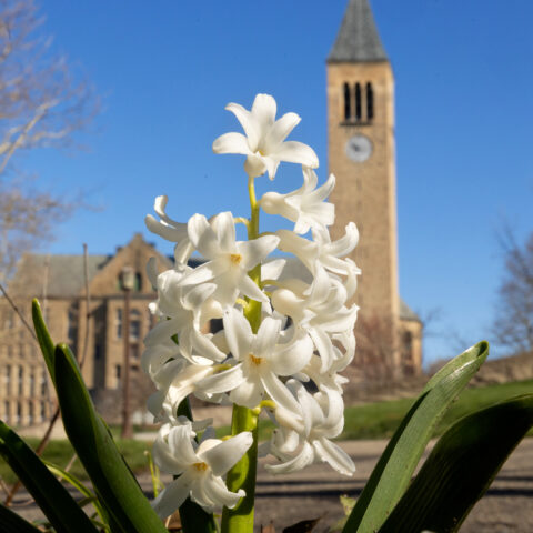 First signs of spring on Ho Plaza