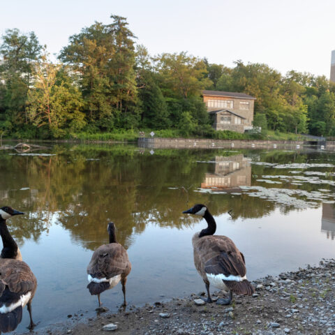 Geese at Beebe Lake during the summer