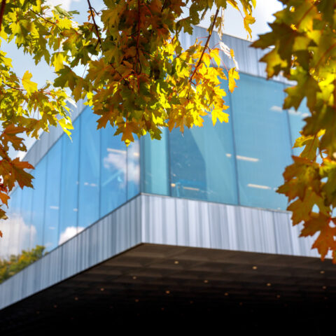 Late summer leaves hang outside Milstein Hall.