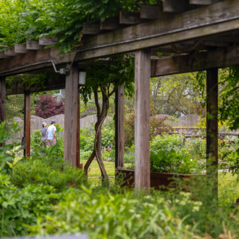 Cornell tourists enjoy the botanical gardens, June 2024.