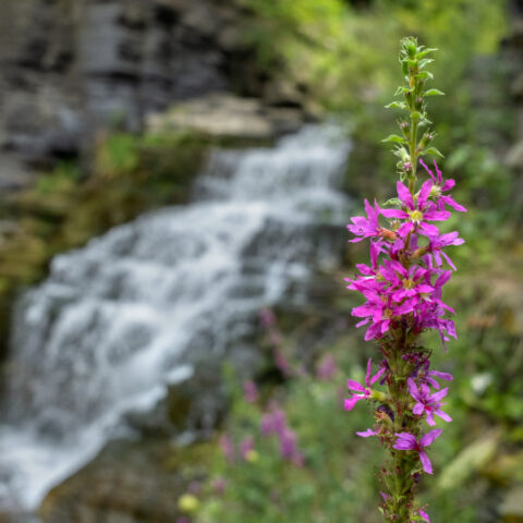 Cascadilla Gorge trail