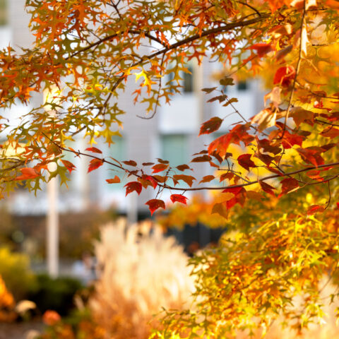 Fall leaves radiate in the afternoon sun on the Engineering Quad.