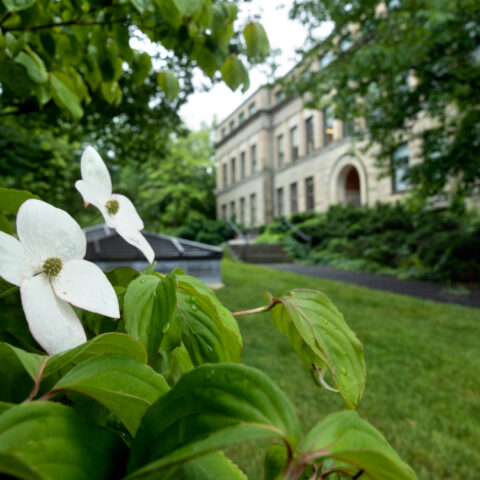 Flowers near Stimson Hall