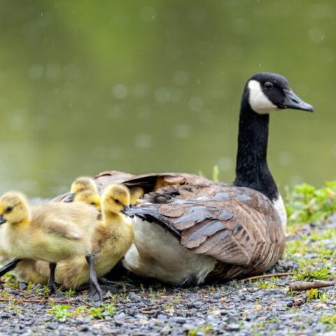 Goslings with their mother by Beebe Lake