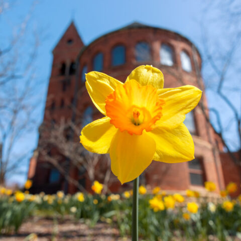 Daffodils outside of Barnes Hall