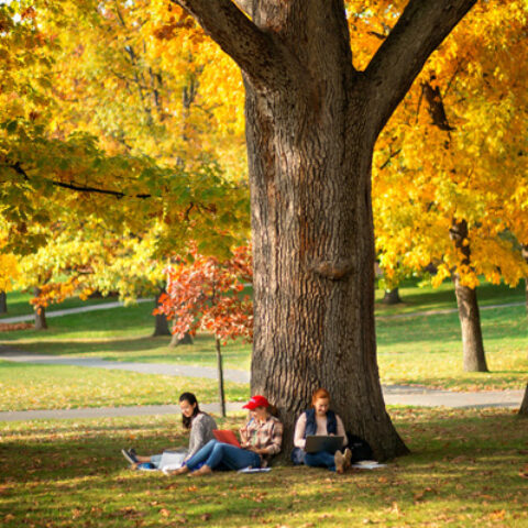 Students study under a tree on the Arts Quad in fall.