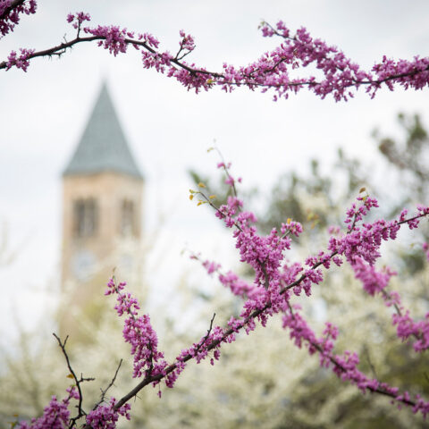 Pink buds near McGraw Tower in spring.