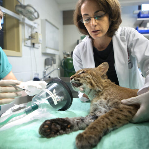 L-R: Christina McCullough, Intern in Zoological Medicine, and Sara Childs-Sanford, Chief of Service (VETCS) examine a wild bobcat after rehabilitative surgery.