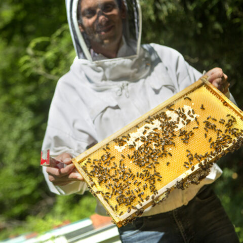 Scott McArt, assistant professor of entomology (ENTOM), working with honey bees.