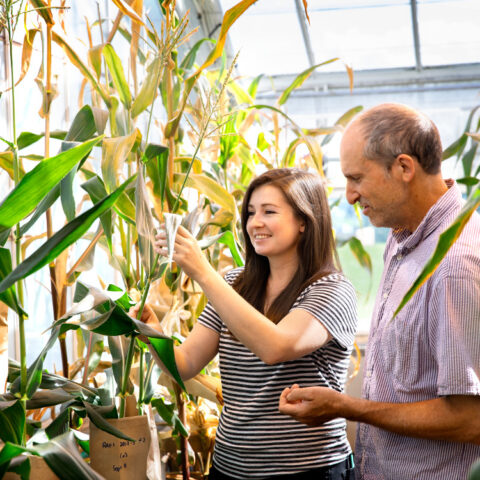 Boyce Thompson Institute President David Stern and grad student Coralie Salesse with maize (CORN) in BTI greenhouse.