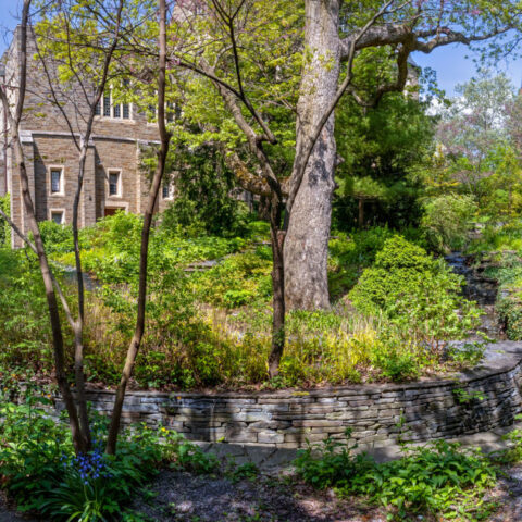 Willard Straight Rock Garden